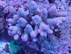 Acropora spathulata