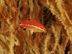 Foto: Punta Vicente Tur, Isabela, Galapagos