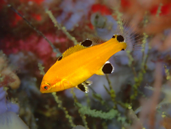 Foto: Isabela, Galapagos