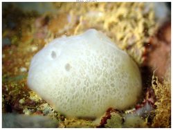 Hallaxa paulinae thumbnail