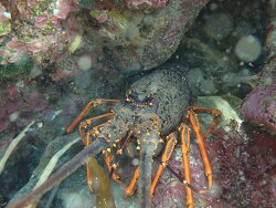 Jasus edwardsii thumbnail