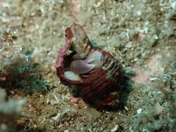 Pagurixus hectori thumbnail