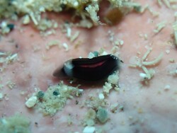 Runcina katipoides thumbnail