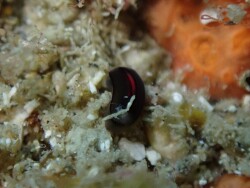 Runcina katipoides thumbnail