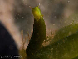 Elysia maoria thumbnail