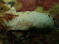 Australocnus calcareus thumbnail