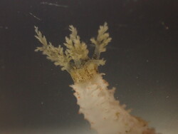 Australocnus calcareus thumbnail