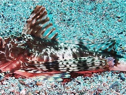 Foto: Isla Isabela, Galapagos-Archipel, Ecuador, Süd-Ost-Pazifik