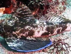 Foto: Cabo Douglas, Fernandina, Galapagos-Archipel, Ecuador,  Süd-Ost-Pazifik