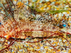 Foto: Tagus Cove, Isla Isabela, Galapagos-Archipel, Ecuador,  Süd-Ost-Pazifik