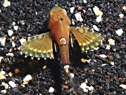 Foto: Tagus Cove, Isla Isabela, Galapagos-Archipel, Ecuador, Süd-Ost-Pazifik