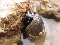 Lunella smaragdus thumbnail