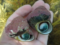 Lunella smaragdus thumbnail