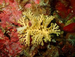 Hornera robusta thumbnail