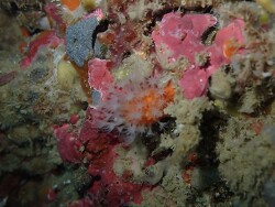 Kotatea aurantiaca thumbnail