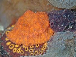 Hainotis sharonae thumbnail