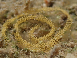 Doris bovena,Monroe County, FL, USA 2022