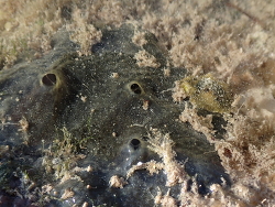 Doris bovena,Monroe County, FL, USA 2022