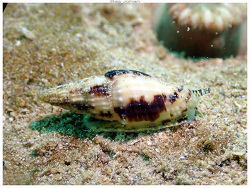 Vexillum zebuense,Baie des Antennes - Province Sud, Nouvelle-Calédonie 2024