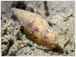 Vexillum zebuense,Baie des Citrons - Noumea 2025