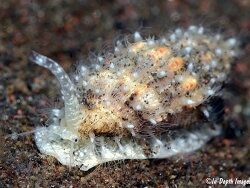 Vexillum exasperatum, 10mm, Bali