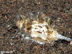 Vexillum exasperatum, 10mm, Bali
