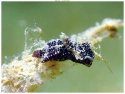 Niparaya,Ouémo, Nouméa, Nouvelle-Calédonie 2025