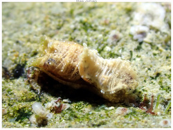 Niparaya, Anse Vata,Nouméa 98800, Nouvelle-Calédonie 2024