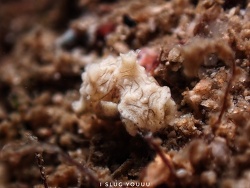 Niparaya sp.04 thumbnail