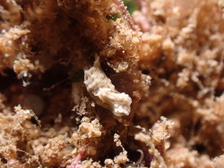 Niparaya sp.04 thumbnail