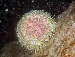 Echinus esculentus, Finistère, Bretagne, FR 2019