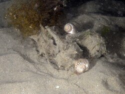 Tritia mutabilis,Hérault, Languedoc-Roussillon, FR 2020