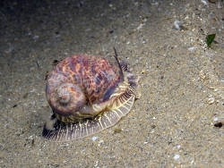 Naticarius hebraeus,Hérault, Languedoc-Roussillon, FR 2023