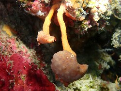 Nidalia simpsoni thumbnail