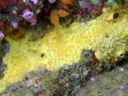 Cliona celata,Finistère, Bretagne, FR 2024