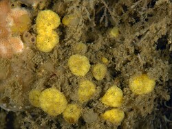 Cliona celata thumbnail