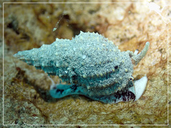 Phos senticosus, Baie des Citrons 2022