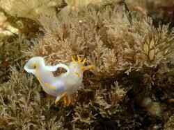 Polycera quadrilineata,34110 Frontignan, France 2021
