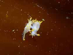 Polycera quadrilineata,Finistère, Bretagne, FR 2024