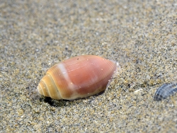Acteon tornatilis,Hérault, Languedoc-Roussillon, FR 2023