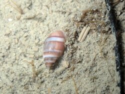 Acteon tornatilis,Hérault, Languedoc-Roussillon, FR 2026