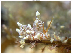 Eubranchus inabai,Ouémo, Nouméa, Nouvelle-Calédonie 2025