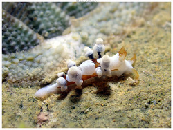 Eubranchus inabai,Anse Vata, Nouméa 98800, Nouvelle-Calédonie 2025