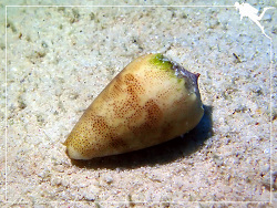 Conus arenatus,Forêt du Snark - Passe de Boulari - Nouvelle-Calédonie 2023