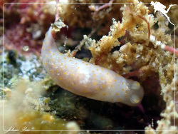  Gymnodoris,Ilot Yandé (Est) - Poum - Nouvelle-Calédonie 2023