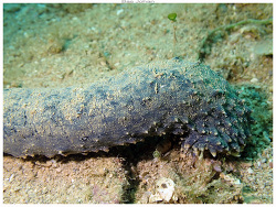 Holothuria coluber,Nouméa, NC-SU, NC 2025