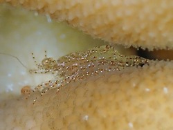 Harpiliopsis spinigera thumbnail
