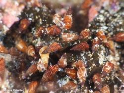 Bittium latreillii,Las Palmas, ES-CN, ES 2025