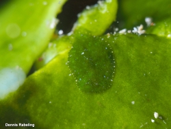 Elysia levis,Las Palmas, ES-CN, ES 2025