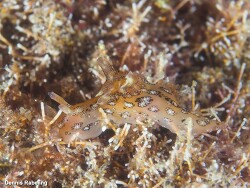 Aplysia punctata thumbnail